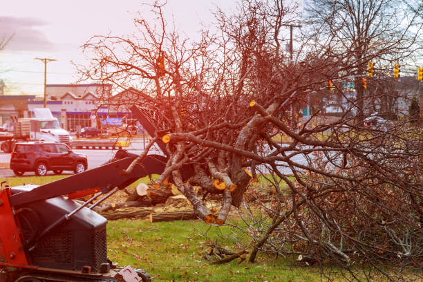 Best Tree Removal Service  in Lagrange, IN