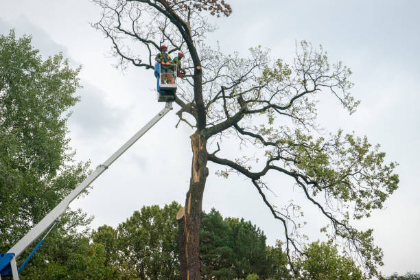 Best Emergency Tree Removal  in Lagrange, IN