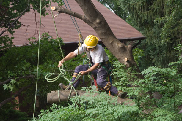 Seasonal Cleanup in Lagrange, IN