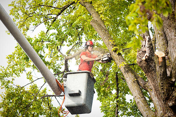 Best Tree Disease Treatment  in Lagrange, IN