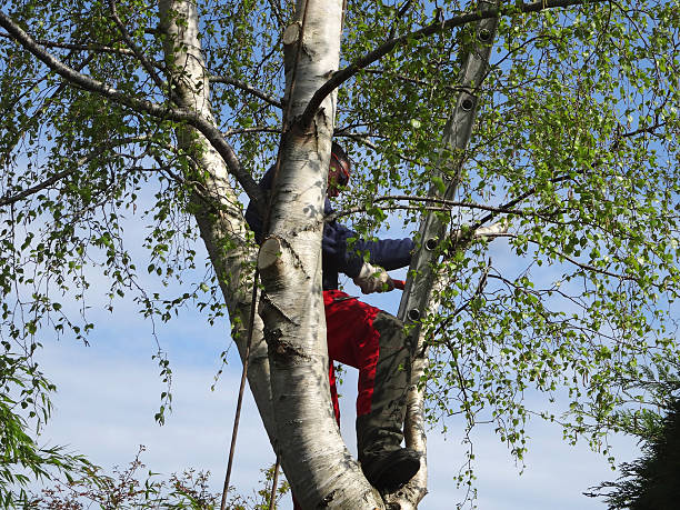 Lagrange, IN Tree Services Company