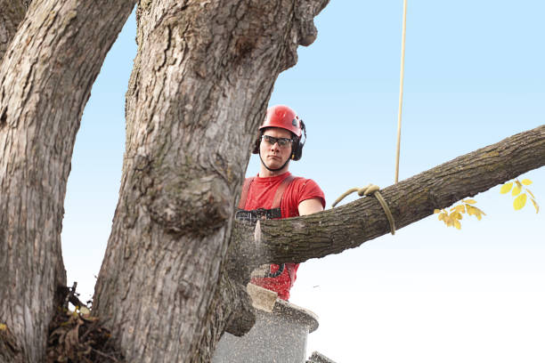 Leaf Removal in Lagrange, IN